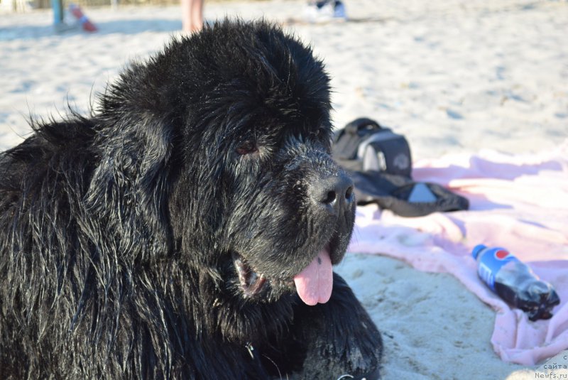 Фото: ньюфаундленд Аlpha Tauri Dinastiya Soverchenstva (Альфа Таури Династия Совершенства)