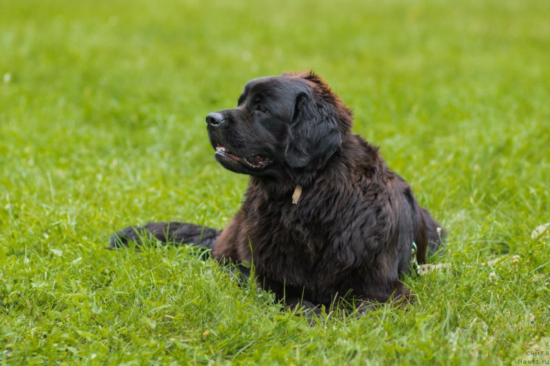Фото: Anton Abdrashitov (Антон Абдрашитов), ньюфаундленд Piternyuf Aventure (Питерньюф Авантюра)