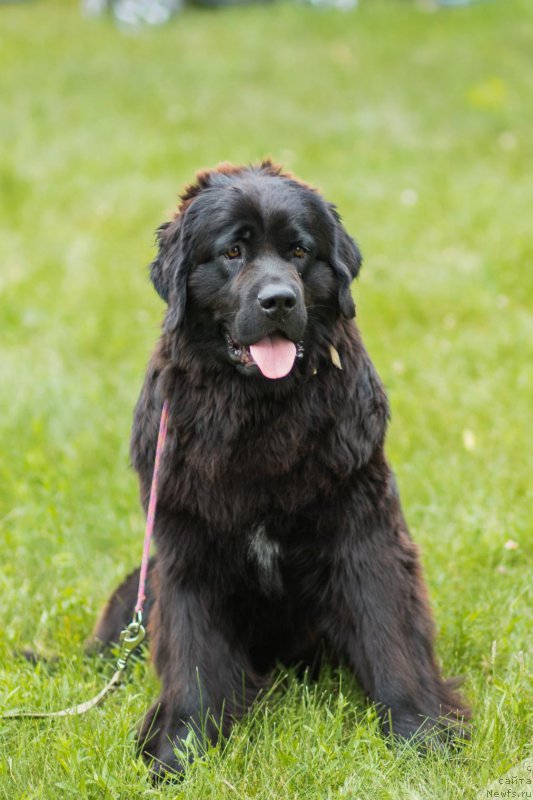 Фото: ньюфаундленд Piternyuf Aventure (Питерньюф Авантюра)