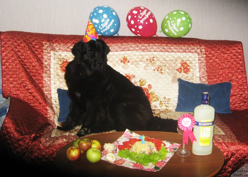 Фото: ньюфаундленд Piternyuf Aventure (Питерньюф Авантюра)