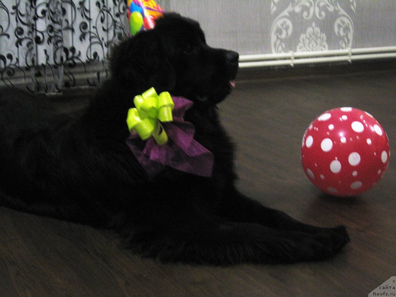 Фото: ньюфаундленд Piternyuf Aventure (Питерньюф Авантюра)