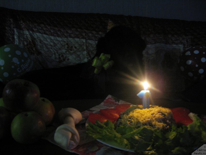 Фото: ньюфаундленд Piternyuf Aventure (Питерньюф Авантюра)