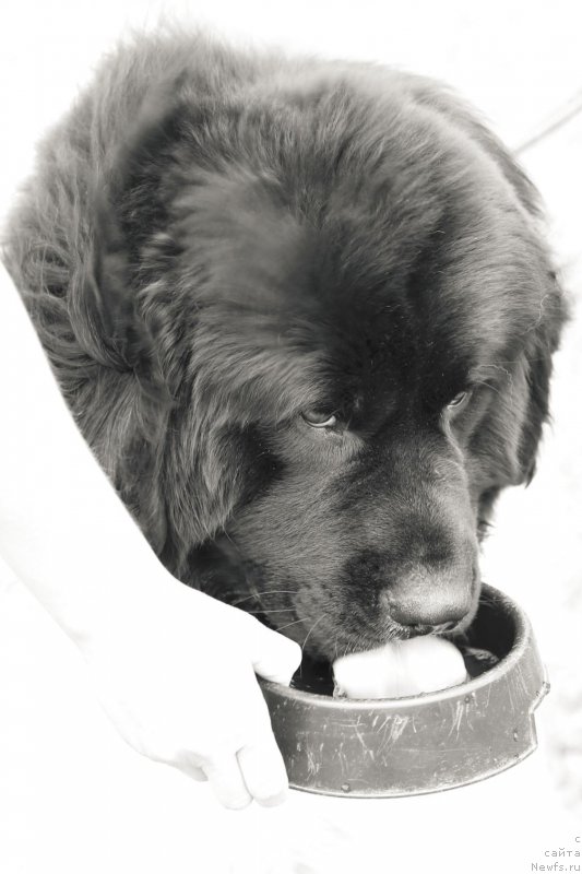 Фото: ньюфаундленд Vargas de la Massa Armando (Варгас Де Ла Масса Армандо)