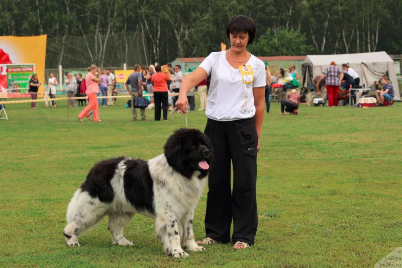 Фото: ньюфаундленд Vargas de la Massa Armando (Варгас Де Ла Масса Армандо)