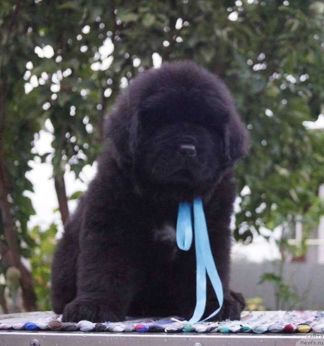 Фото: ньюфаундленд Super Premium Uinston CHurchill' (Супер Премиум Уинстон Чурчилль)