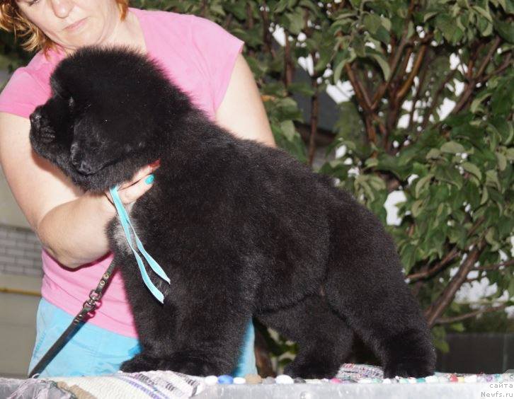 Фото: ньюфаундленд Super Premium Uinston CHurchill' (Супер Премиум Уинстон Чурчилль)