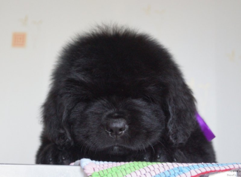 Фото: ньюфаундленд Super Premium Uolt Disneu (Супер Премиум Уолт Диснеу)