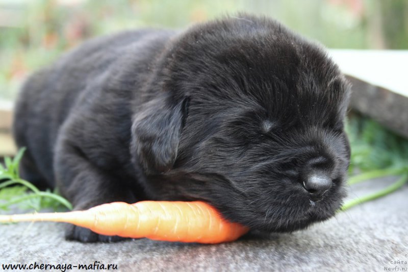 Фото: ньюфаундленд Chernaya Mafia Аll Rights Reserved (Черная Мафия Алл Ригхтс Ресервед)