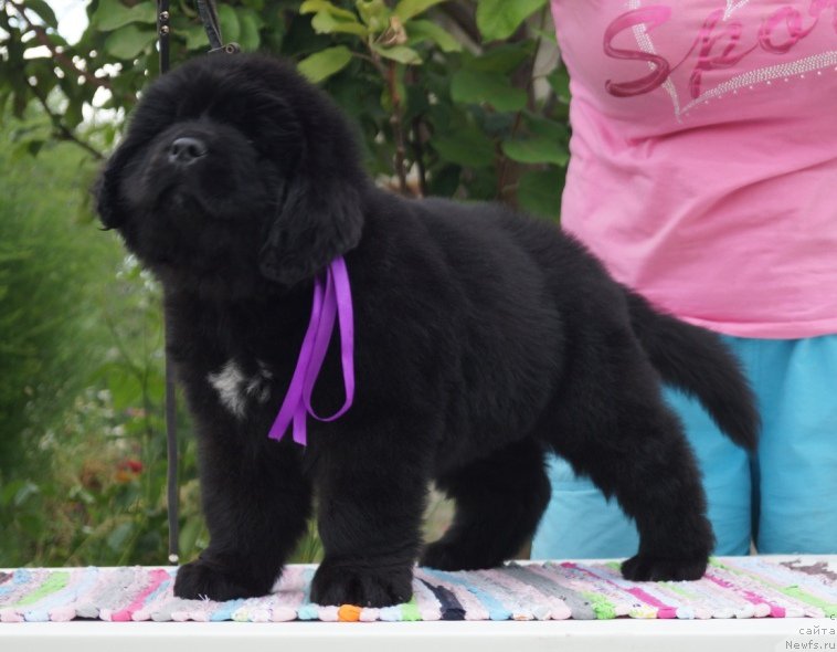 Фото: ньюфаундленд Super Premium Uolt Disneu (Супер Премиум Уолт Диснеу)