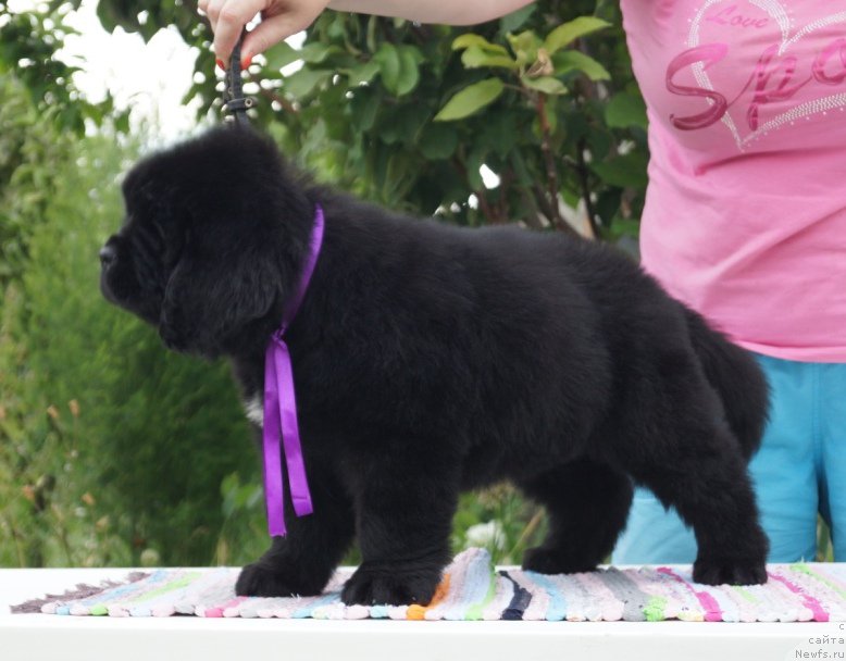 Фото: ньюфаундленд Super Premium Uolt Disneu (Супер Премиум Уолт Диснеу)