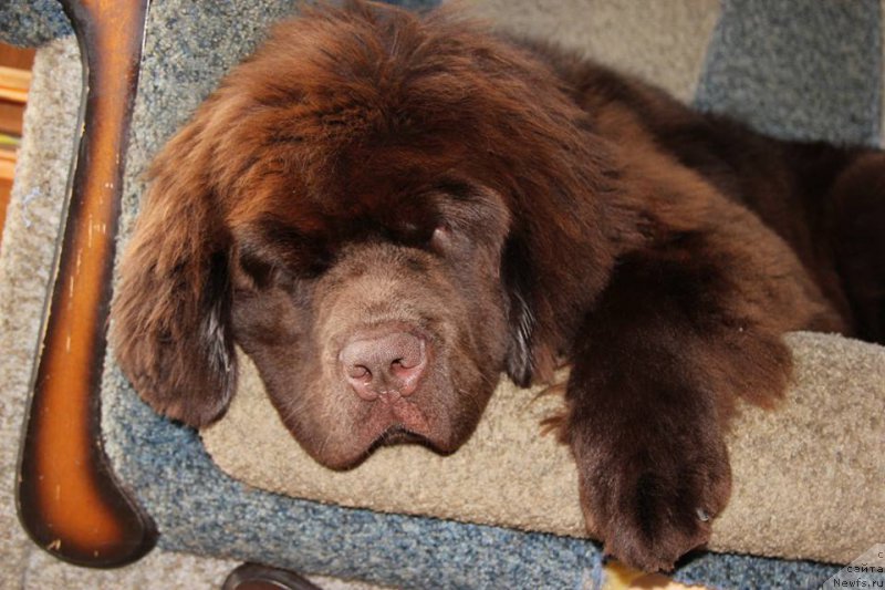 Фото: ньюфаундленд N'yufort Vashe Velichestvo Brabus (Ньюфорт Ваше Величество Брабус)