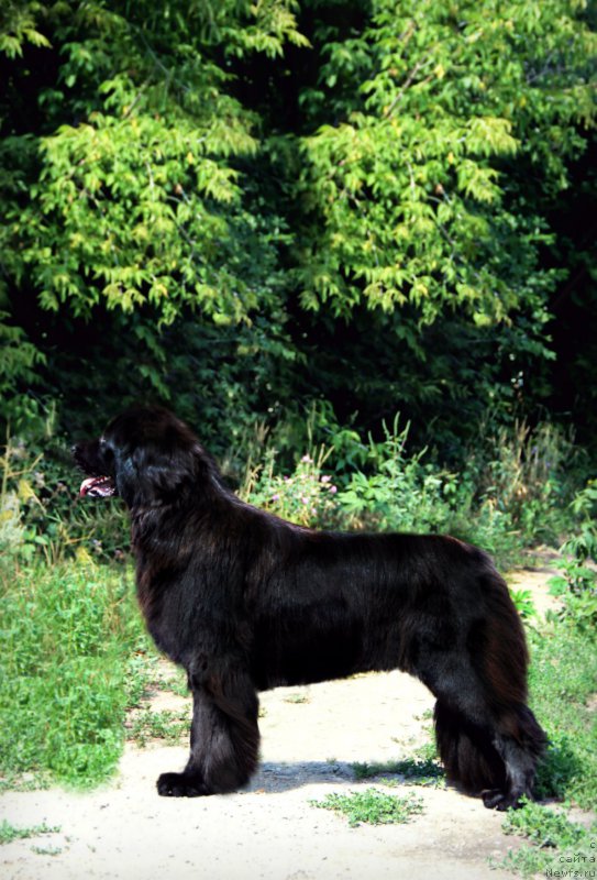 Фото: ньюфаундленд Gran Pri Tol'yatti Turandot (Гран При Тольятти Турандот)