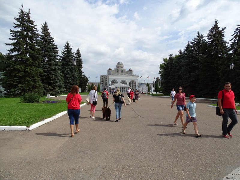 Фото: ньюфаундленд N'yufort Vivian (Ньюфорт Вивиан)