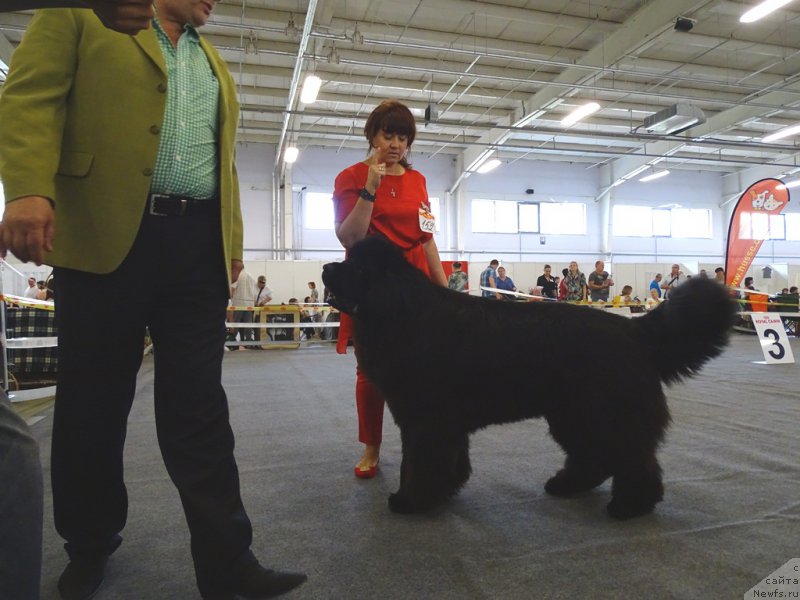 Фото: ньюфаундленд Njufort Shawn Wallmar Triumph (Ньюфорт Шон Волмари Триумф)