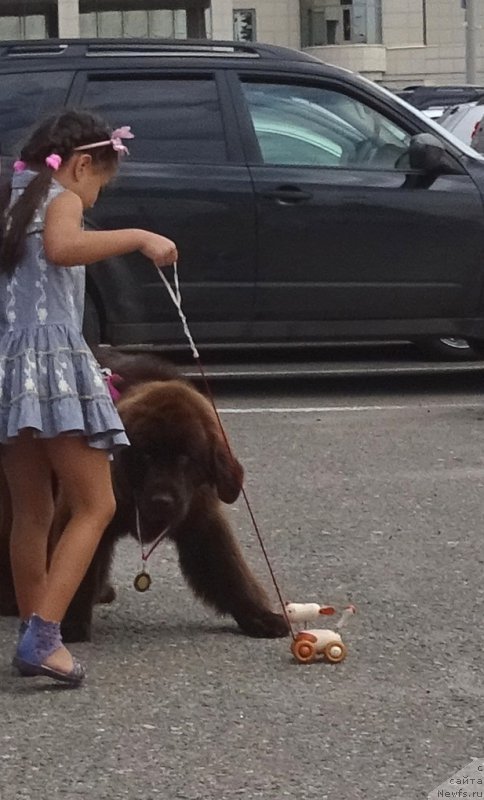 Фото: ньюфаундленд N'yufort Vivian (Ньюфорт Вивиан)