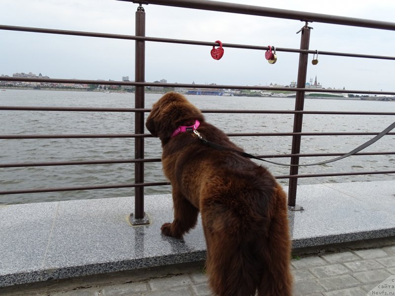 Фото: ньюфаундленд N'yufort Vivian (Ньюфорт Вивиан)