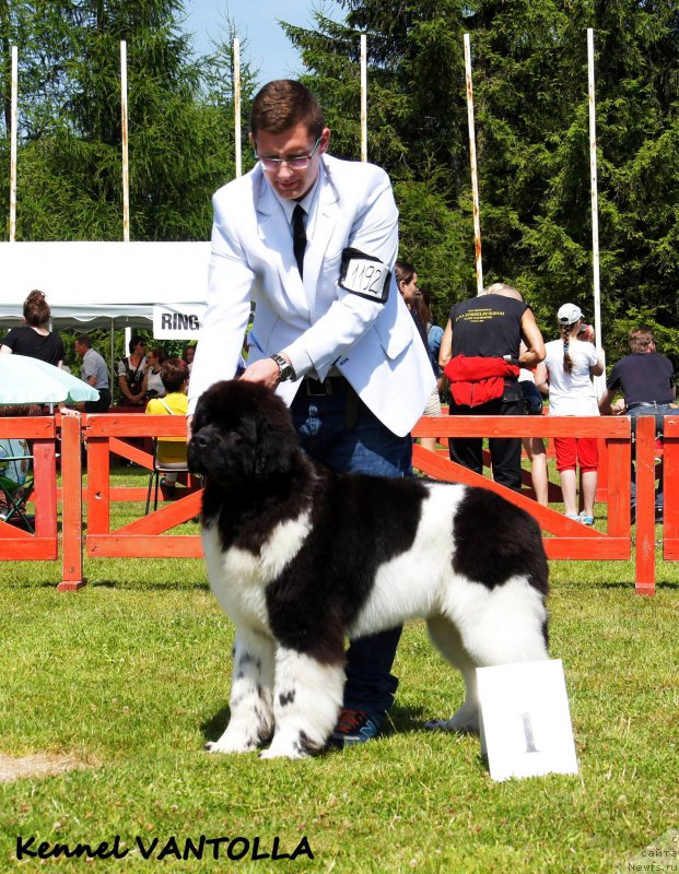 Фото: ньюфаундленд Sent Djons Perfect for Vantolla (Сент Джонс Перфект фор Вантолла)