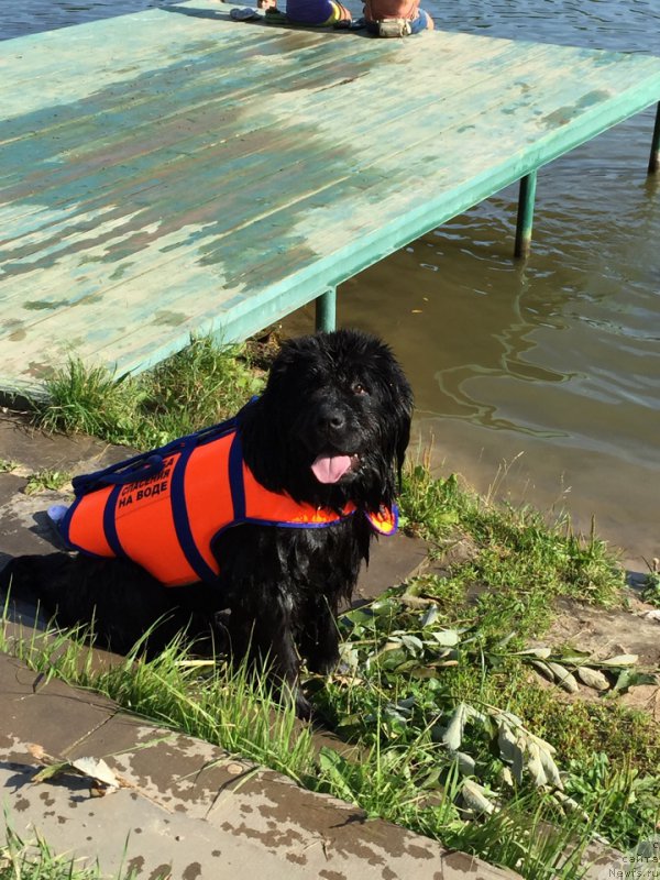 Фото: ньюфаундленд Eto Schast'e s Berega Dona (Это Счастье с Берега Дона)
