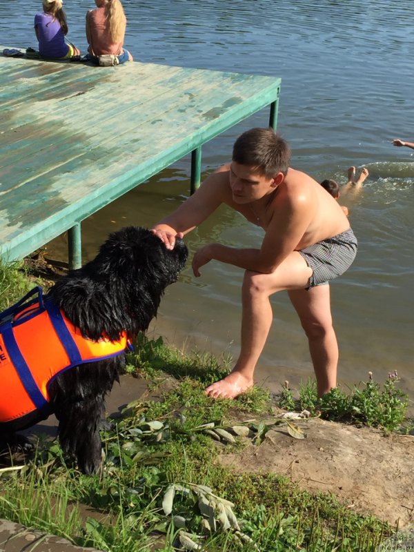 Фото: ньюфаундленд Eto Schast'e s Berega Dona (Это Счастье с Берега Дона)