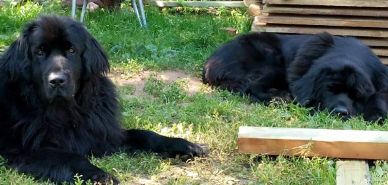 Фото: ньюфаундленд Smigar Legenda Vesny (Смигар Легенда Весны), ньюфаундленд Darina Gay Ami (Дарина Гай Ами)