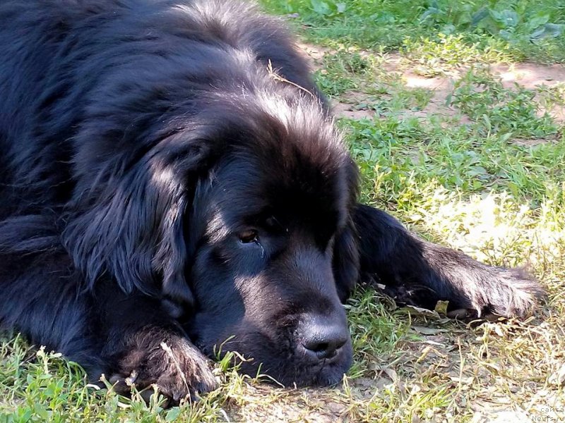 Фотография № 188035