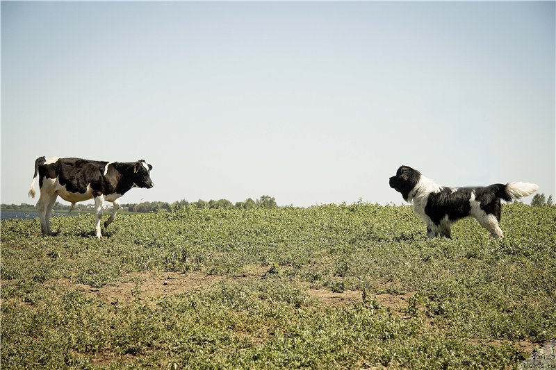 Фотография № 188036