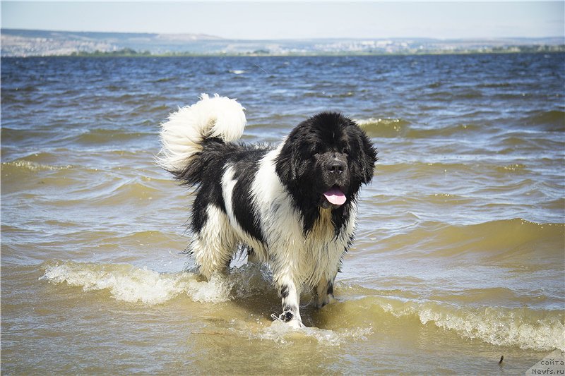 Фото: ньюфаундленд Stepnaya Pal'mira Estestvenno YA Luchshiy (Степная Пальмира Естественно Я Лучший)