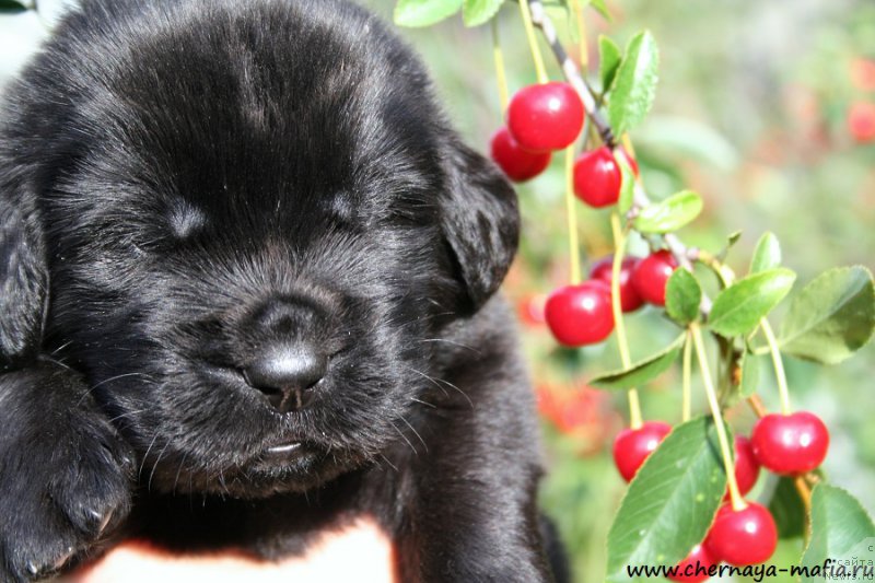 Фото: ньюфаундленд Chernaya Mafia Above and Beyond (Черная Мафия Абове анд Беуонд)