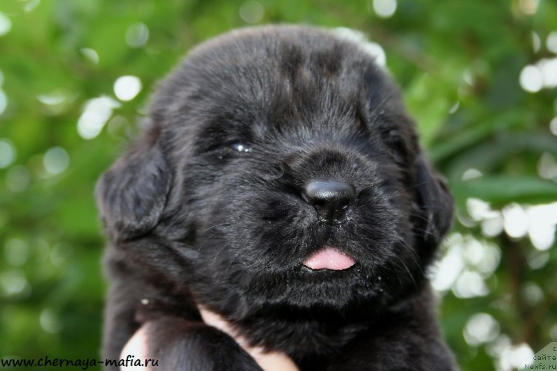 Фото: ньюфаундленд Chernaya Mafia Above and Beyond (Черная Мафия Абове анд Беуонд)