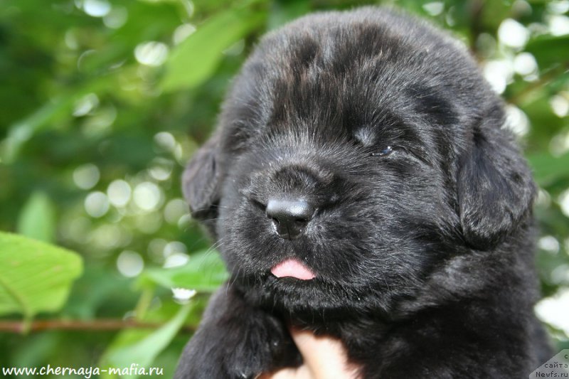 Фото: ньюфаундленд Chernaya Mafia Above and Beyond (Черная Мафия Абове анд Беуонд)