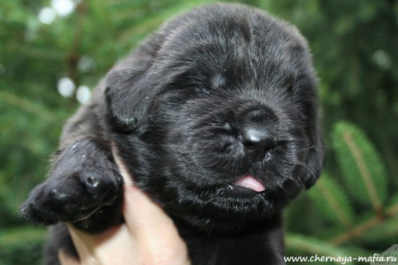 Фото: ньюфаундленд Chernaya Mafia Ace in the Hole (Черная Мафия Асе ин тхе Холе)