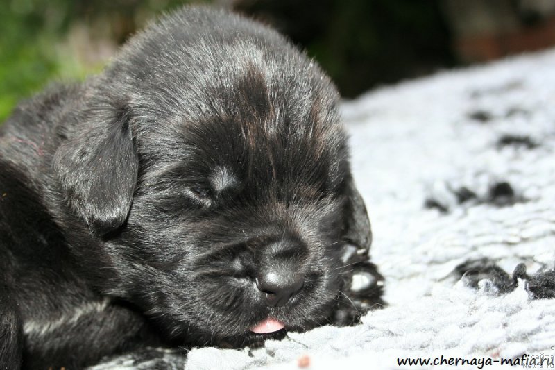 Фото: ньюфаундленд Chernaya Mafia Ace in the Hole (Черная Мафия Асе ин тхе Холе)