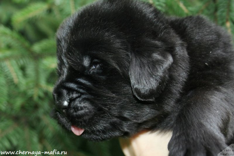 Фото: ньюфаундленд Chernaya Mafia Ace in the Hole (Черная Мафия Асе ин тхе Холе)