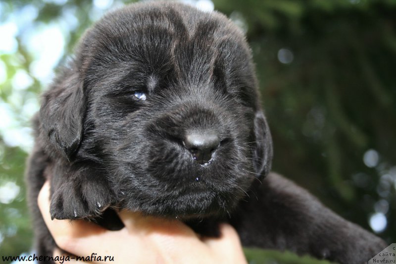 Фото: ньюфаундленд Chernaya Mafia Attractive Power (Черная Мафия Аттрактиве Повер)