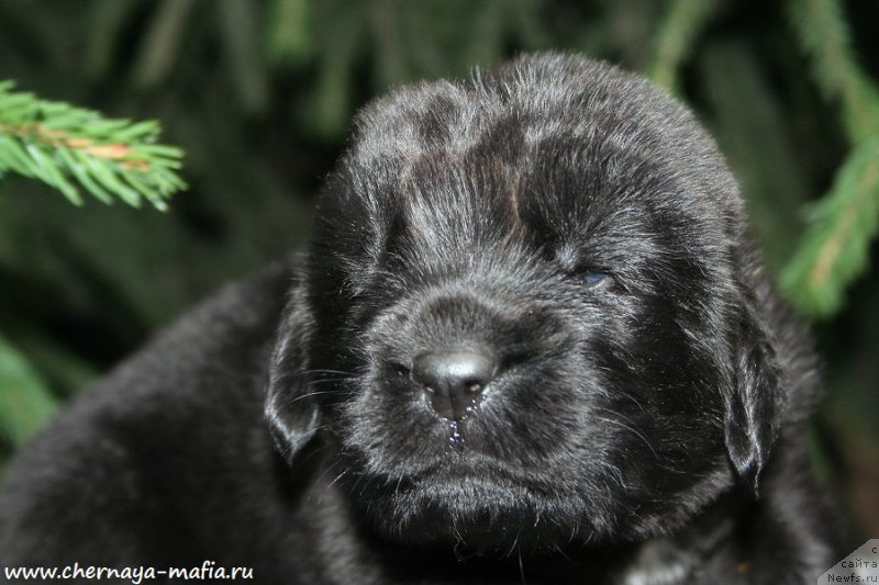 Фото: ньюфаундленд Chernaya Mafia Attractive Power (Черная Мафия Аттрактиве Повер)