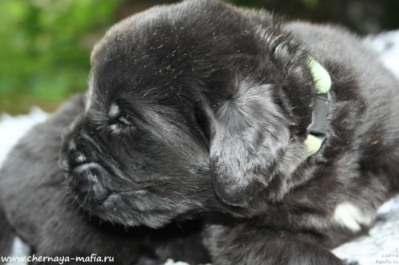 Фото: ньюфаундленд Chernaya Mafia Attractive Power (Черная Мафия Аттрактиве Повер)