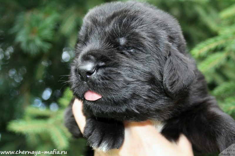 Фотография № 188052