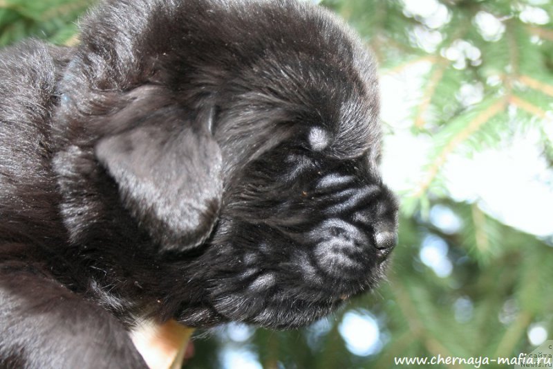 Фотография № 188053