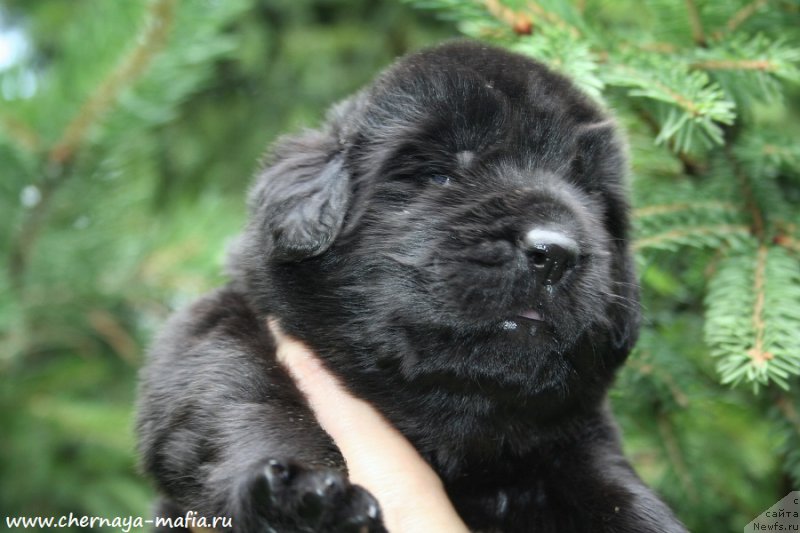 Фотография № 188054