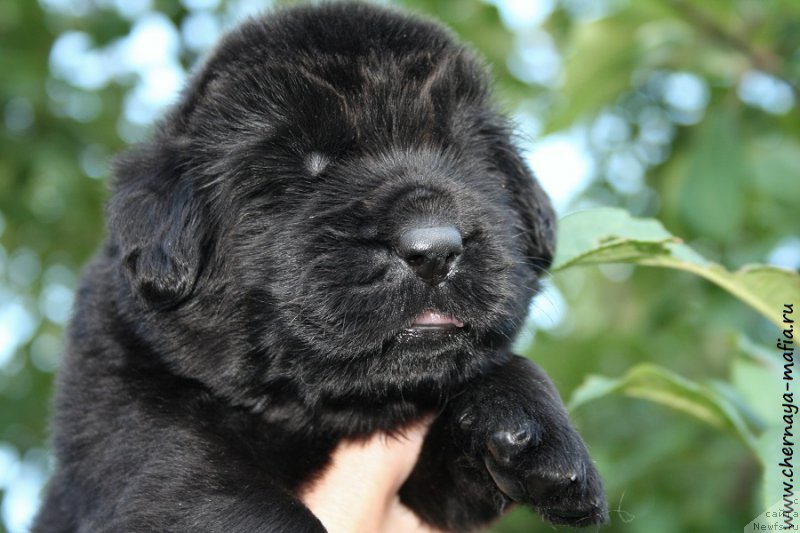 Фотография № 188055