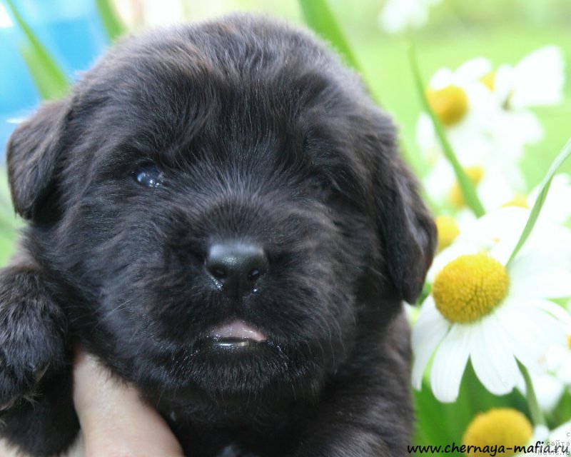 Фото: ньюфаундленд Chernaya Mafia Аngel Among Us (Черная Мафия Ангел Амонг Ус)