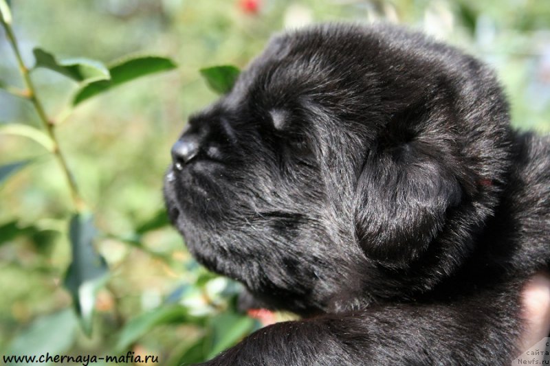 Фотография № 188063