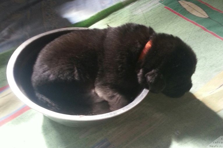 Фотография № 188076