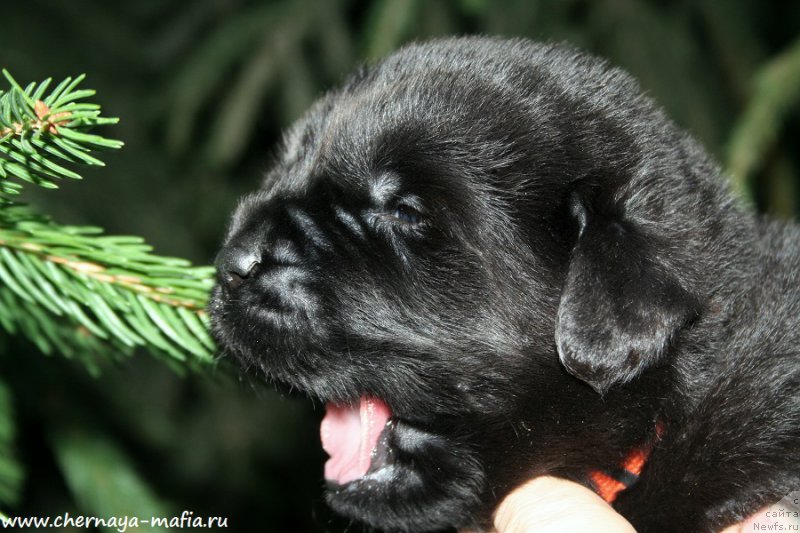 Фото: ньюфаундленд Chernaya Mafia Аll Rights Reserved (Черная Мафия Алл Ригхтс Ресервед)