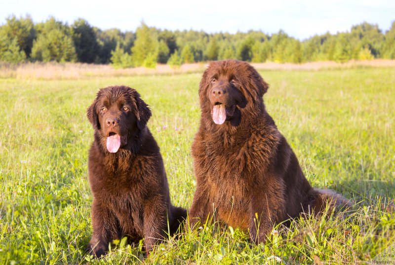 Фото: ньюфаундленд Naomi Tagoliri for Brouwnblood (Наоми Таголири фор Браунблад), ньюфаундленд Sverkayuzhaya Gora Mashame (Сверкающая Гора Машаме)
