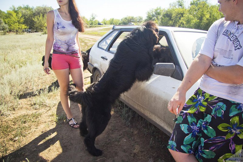 Фото: ньюфаундленд CHernyiy Balu Dobryinya (Черный Балу Добрыня), ньюфаундленд CHernyiy Balu Djons (Черный Балу Джонс)