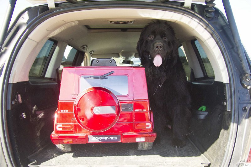 Фото: ньюфаундленд CHernyiy Balu Dobryinya (Черный Балу Добрыня)