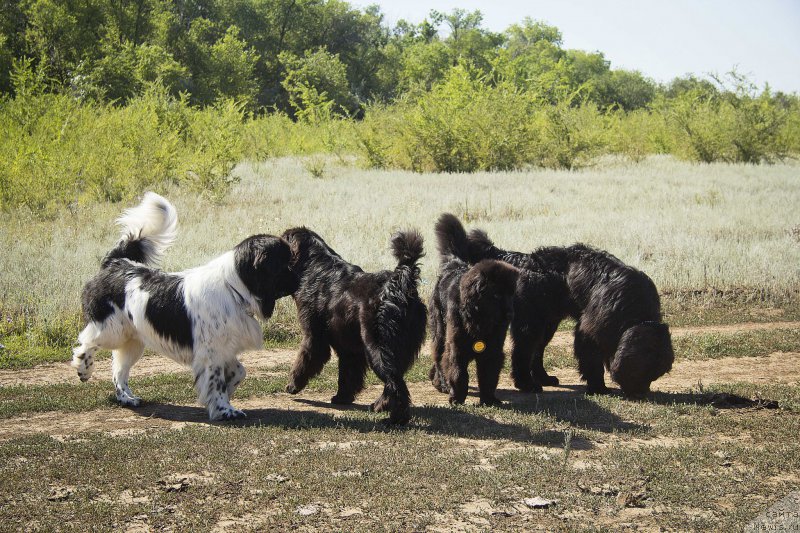 Фото: ньюфаундленд Stepnaya Pal'mira Estestvenno YA Luchshiy (Степная Пальмира Естественно Я Лучший), ньюфаундленд CHernyiy Balu Djons (Черный Балу Джонс), ньюфаундленд N'yu-Pom-SHir Bond Djeyms (Нью-Пом-Шир Бонд Джеймс), ньюфаундленд L'vinoe Serdce (Львиное Сердце)