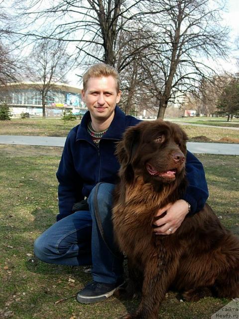 Фото: ньюфаундленд Lesnaya Skazka Izabella (Лесная Сказка Изабелла), Andrey Larin (Андрей Ларин)