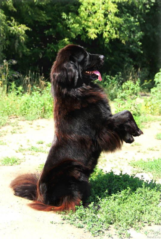 Фото: ньюфаундленд Gran Pri Tol'yatti Turandot (Гран При Тольятти Турандот)